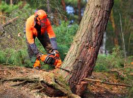 Mulching Services in Pecan Grove, TX